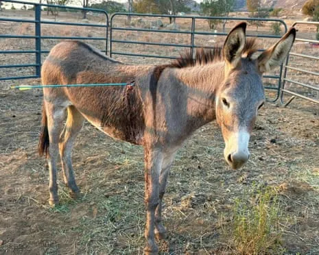 Donkey Healing Following Newest Arrow Attack on Wild Burros in California