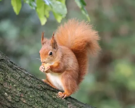 Isle of Wight Squirrels Prospering on the Island with Potential to Almost Increase Twofold, Findings Reveals