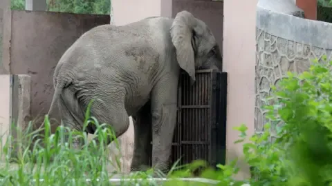 Isolated Existence and Demise of Delhi’s Sole Elephant from Africa