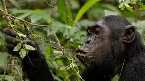 Chimpanzees Ingesting an Amount Equal of an Alcoholic Beverage Per Day from Overripe Produce, Investigation Finds