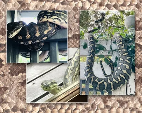 Accepting my Reptiles in the Roof: A Journey from Fear to Admiration