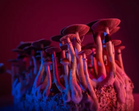 On Drugs by the Author: A Philosophical Exploration into Consciousness Expanders
