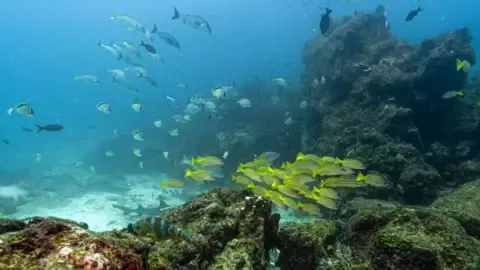 Landmark Marine Agreement Crosses Vital Benchmark to Take Effect