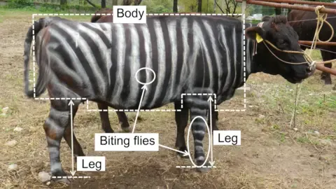 Zebra Cows and Slippery Edibles Secure Tongue-in-Cheek Academic Prizes