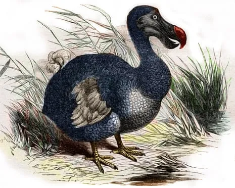 Researchers State They’ve Made a ‘Major Breakthrough’ in Reviving the Dodo for the Very First Occasion in Three Centuries